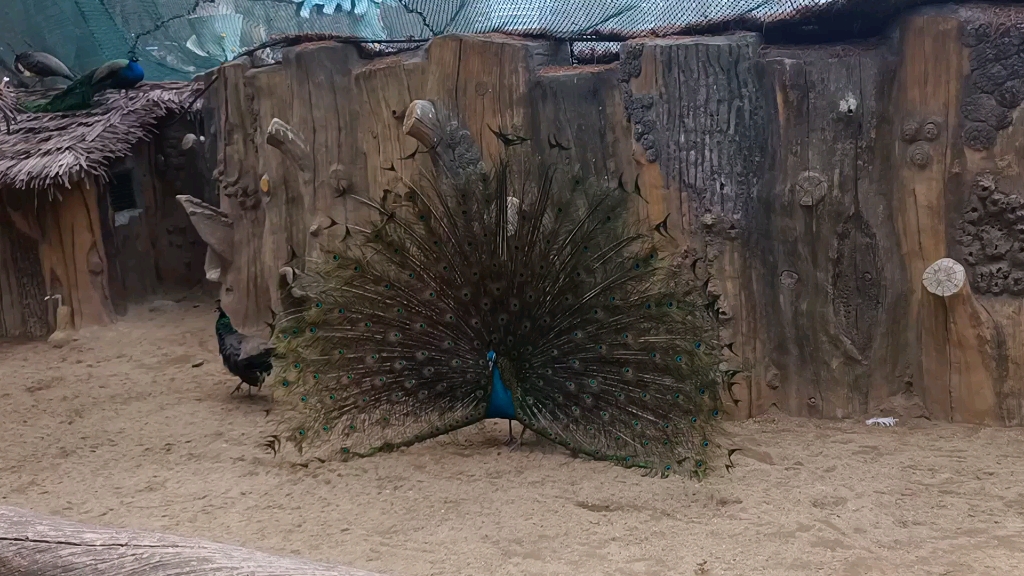 武汉飞鸟世界孔雀开屏