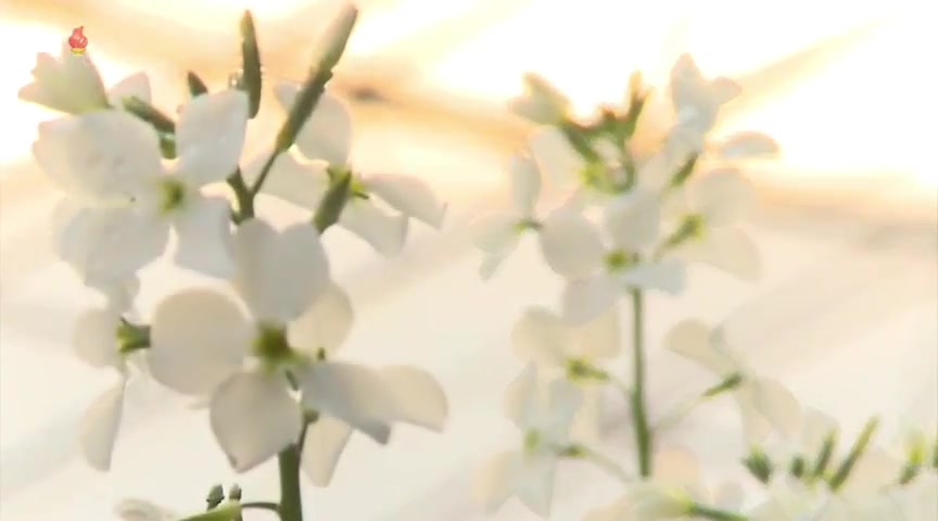 【朝鲜故事】在花卉研究所留下爱的故事哔哩哔哩bilibili