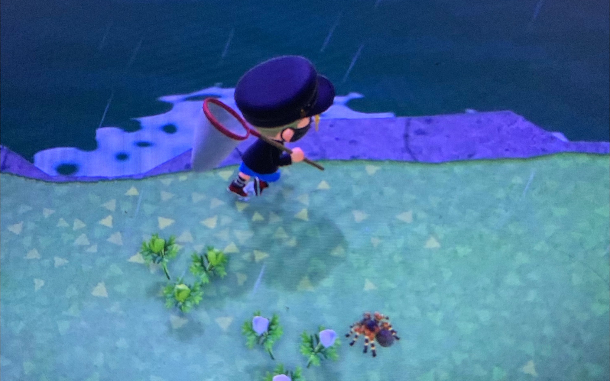 动森我可能淹死了一只狼蛛