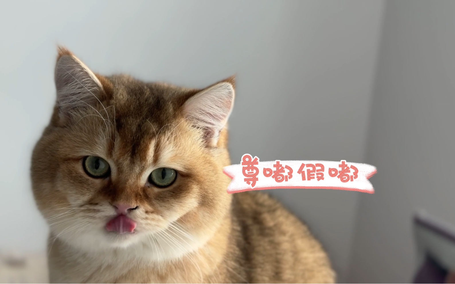 小猫咪壁纸 萌萌图片