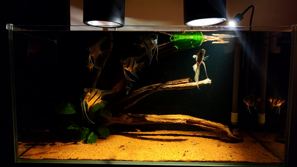 南美鱼缸继续折腾翻缸第n次重新沉木造景简约风