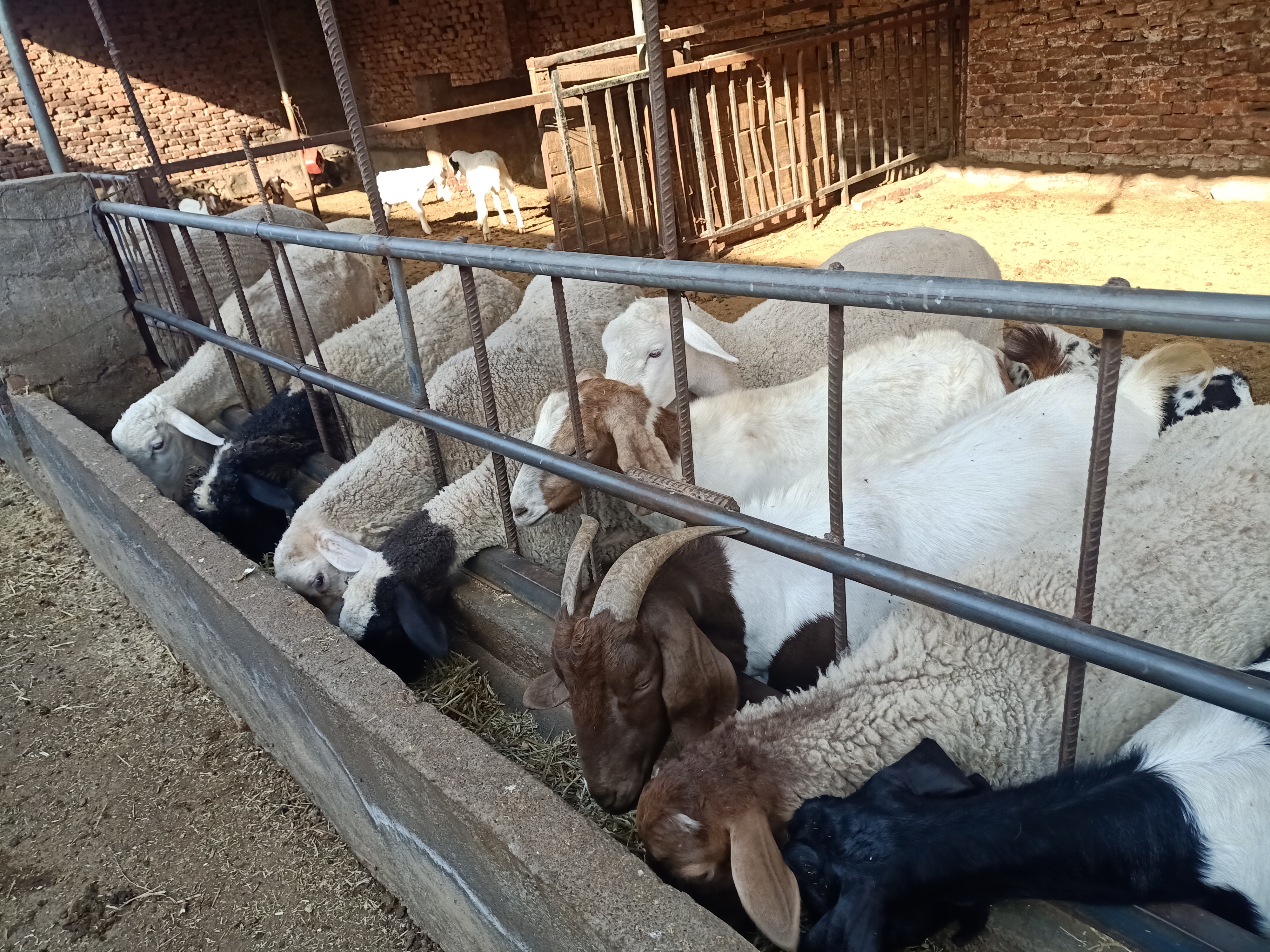 豆腐渣喂羊也有技巧,会喂的羊又肥又壮,不会喂的一只比一只瘦_哔哩