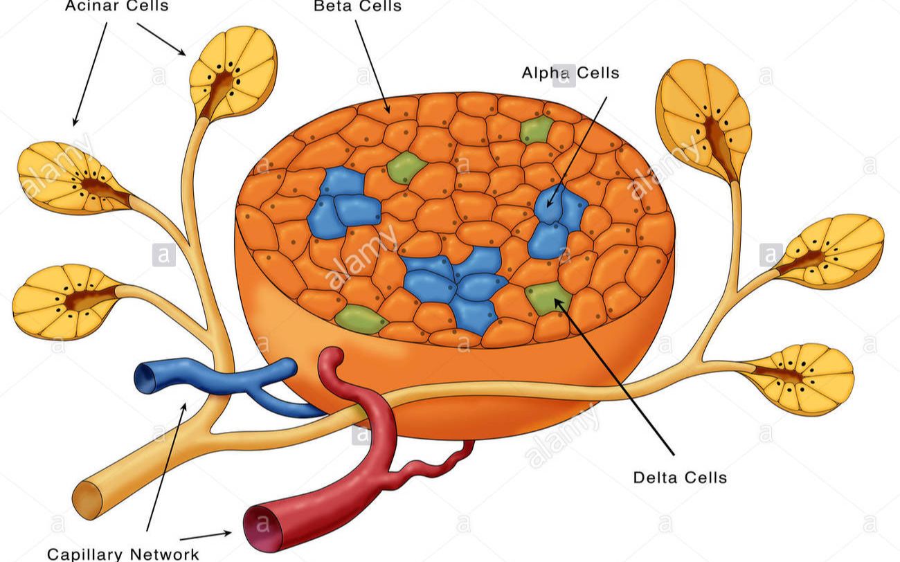 激素调节 考点探究(二)