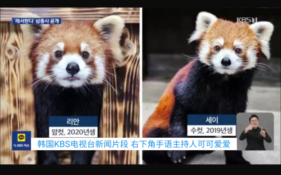 韩国kbs电视台新闻片段 右下角手语主持人可可爱爱