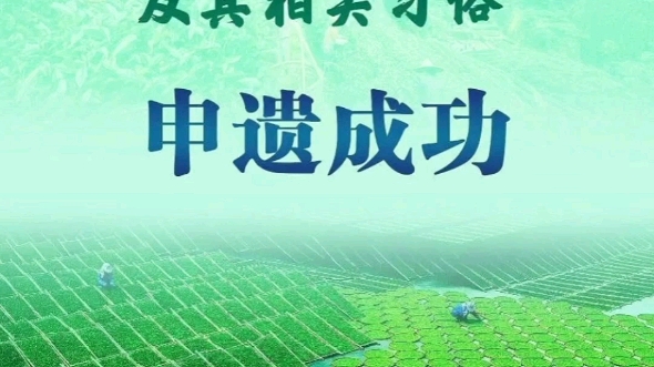 我国申报的“中国传统制茶技艺及其相关习俗”联合国教科文组织保护非物质文化遗产政府间委员会通过评审,列入联合国教科文组织人类非物质文化遗产代...