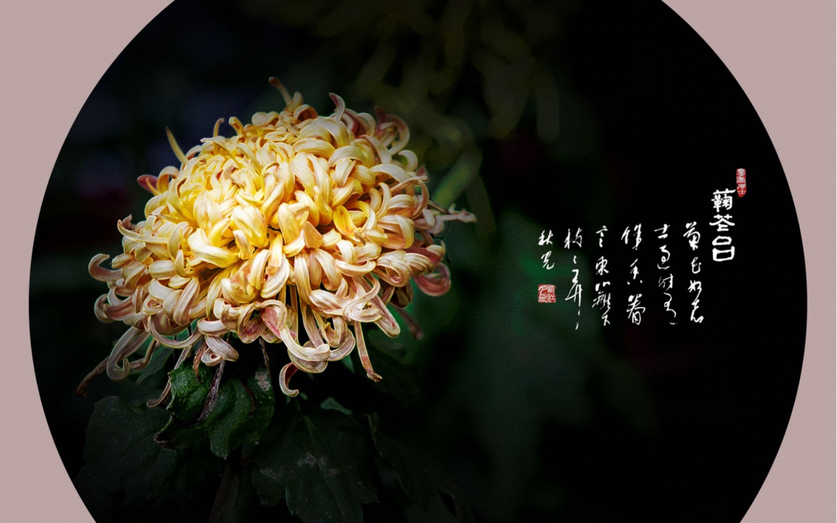 菊花台_哔哩哔哩_bilibili