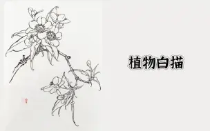 Download Video: 白描入门第三课，植物白描的画法