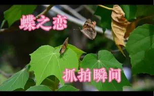 Download Video: 小伙大热天出去拍摄，一个多小时的等待，只为这几十秒的画面～