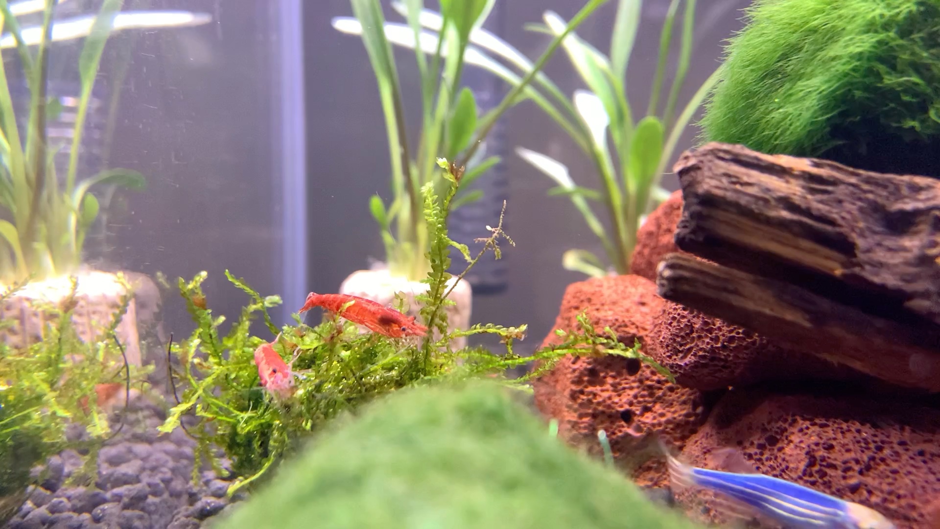 30x30混养草缸樱花虾记录