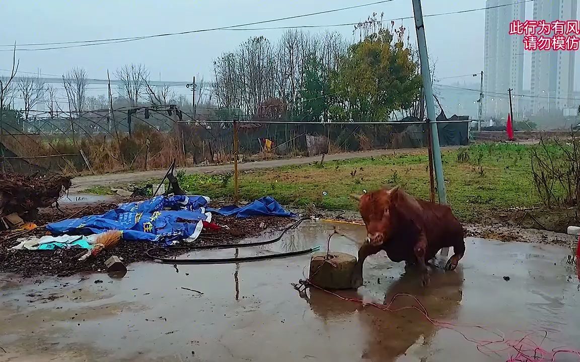 杀牛高压电枪图片