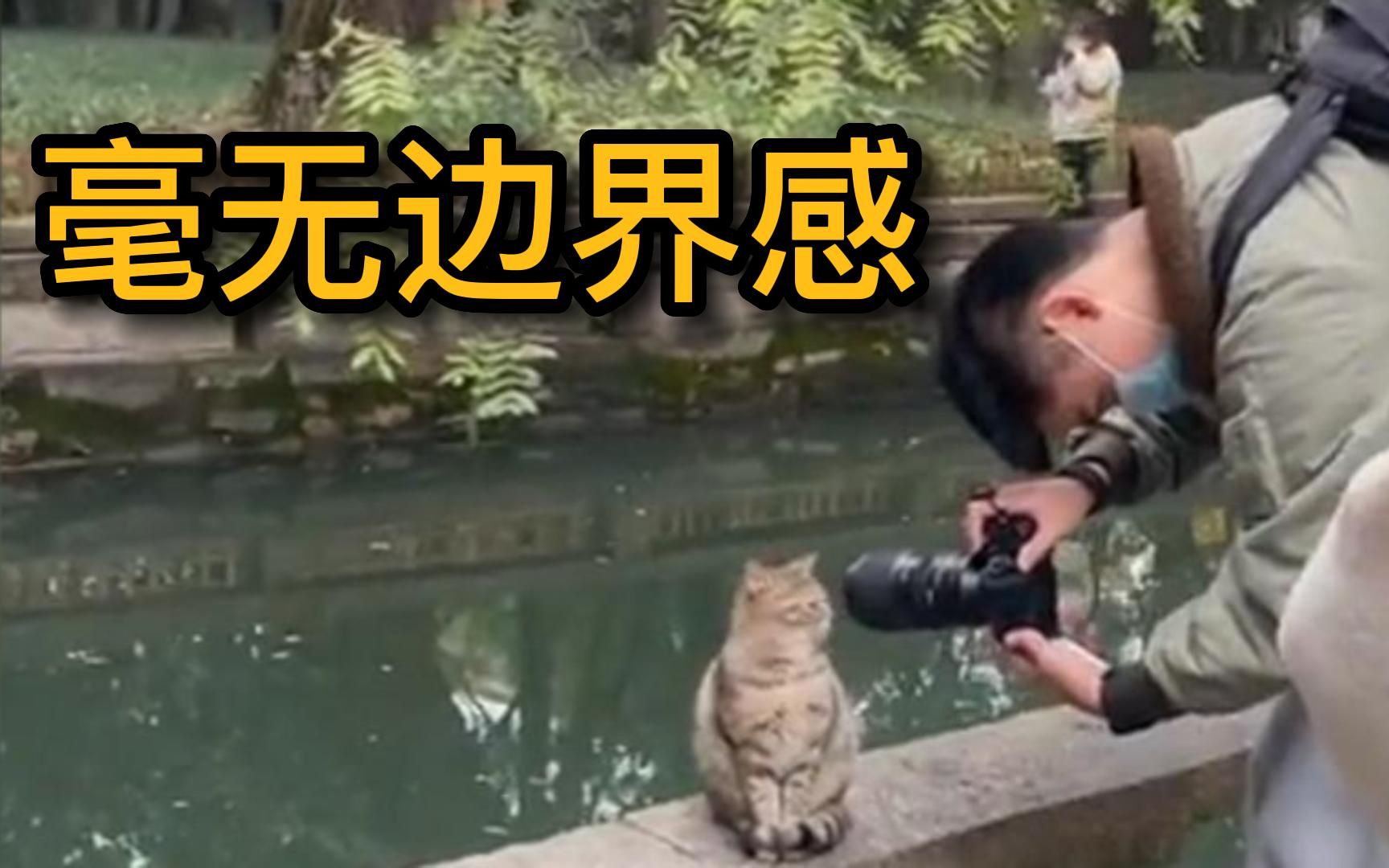 喵星人:讨厌没有边界感的人类