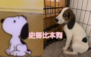 Télécharger la video: 史努比本比，和史努比花纹一模一样的比格犬