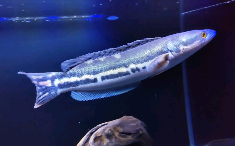 大铅笔小盾鳢鱼准备变色了吧