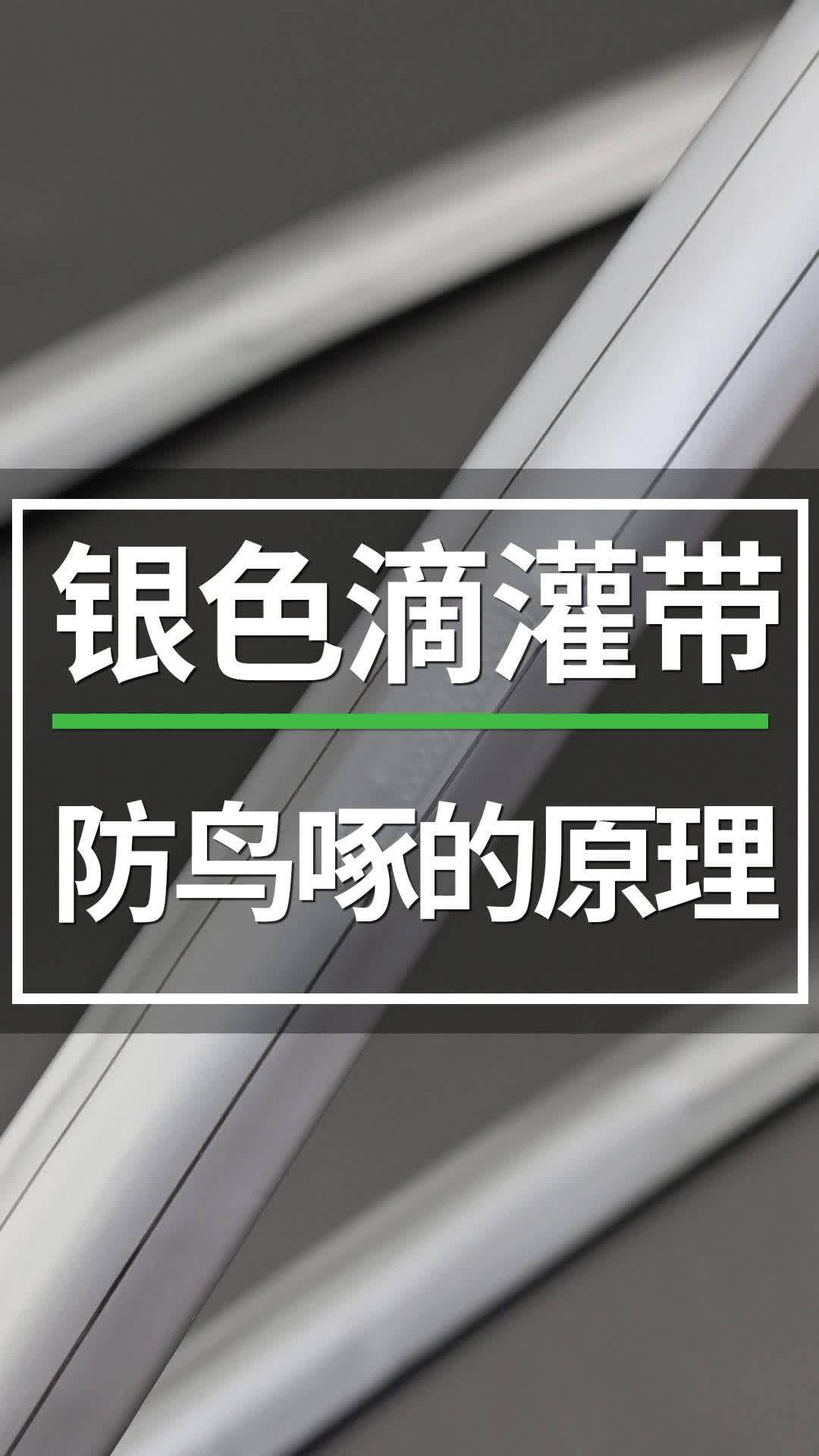 都说银色滴灌带防鸟啄,是什么原理?银色滴灌带为什么能防鸟啄?#银色滴灌带 #滴灌喷灌水肥一体化 #分享农业知识帮农民增产增收 #智慧农业 #设施农业...