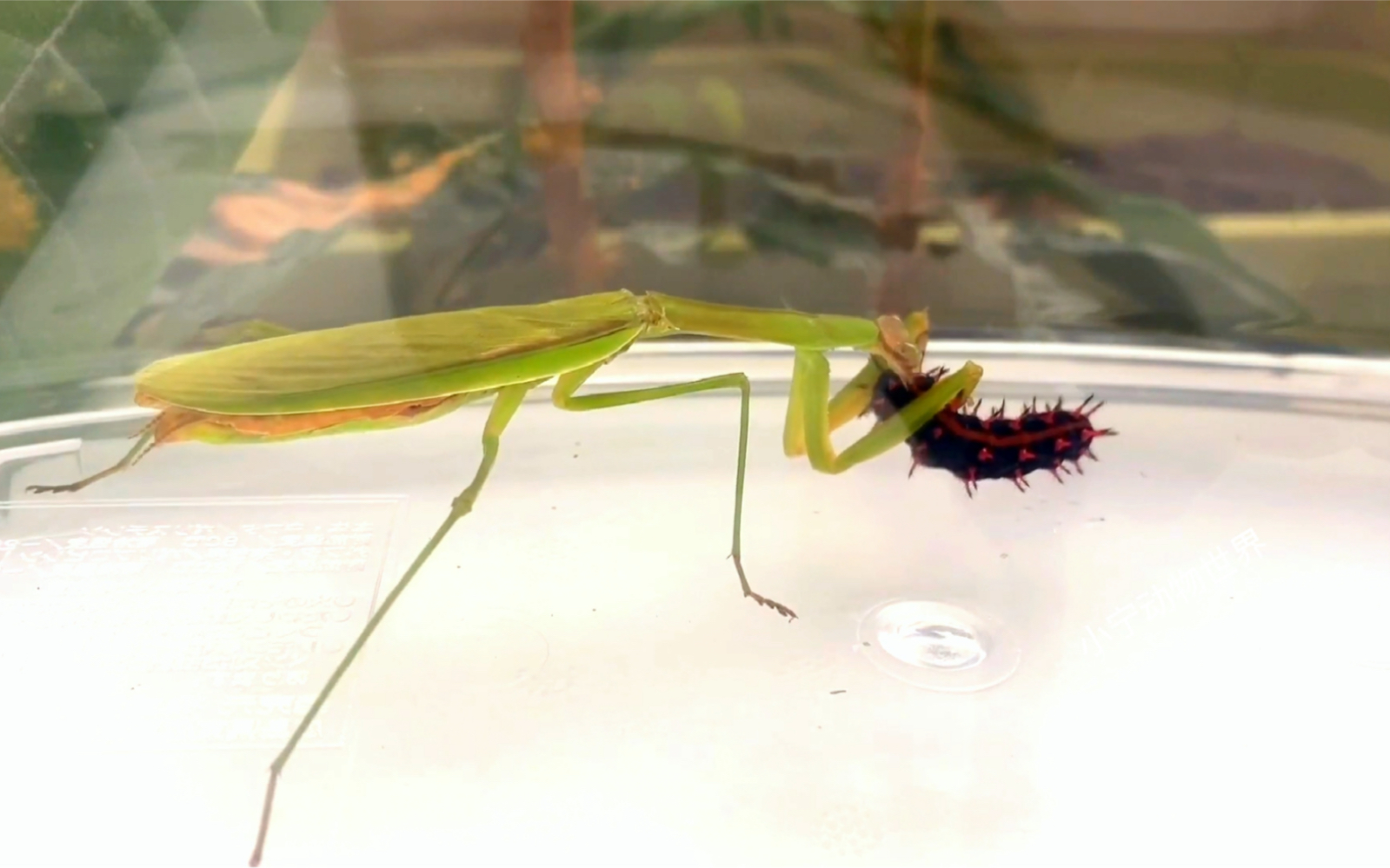 毛毛虫碰到饥饿的螳螂,瞬间爆浆