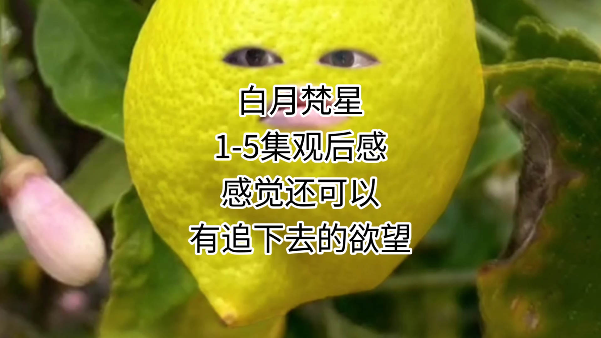 【白月梵星】15集观后感,感觉还可以,节奏不错,也不怎么水,有追下去的欲望哔哩哔哩bilibili