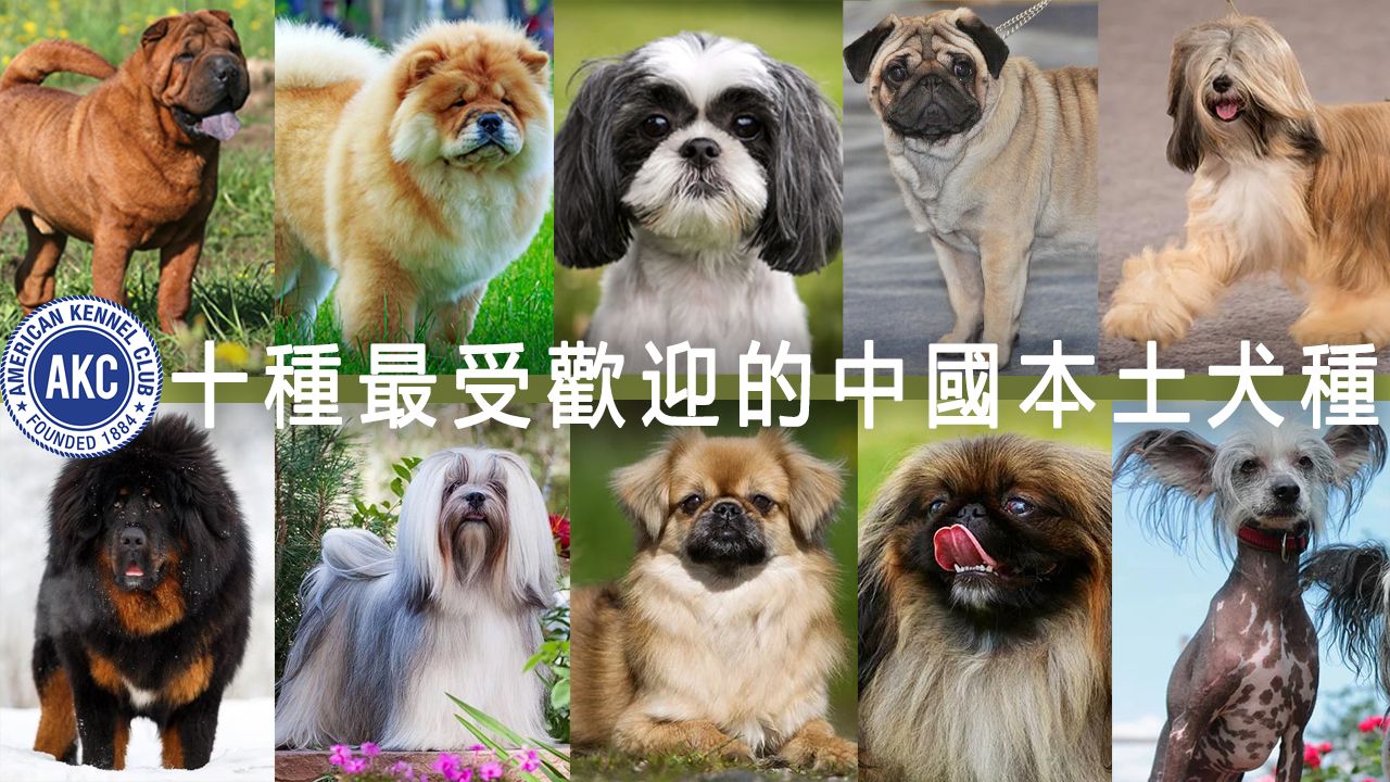 2023AKC十种最受欢迎中国本土犬种哔哩哔哩bilibili