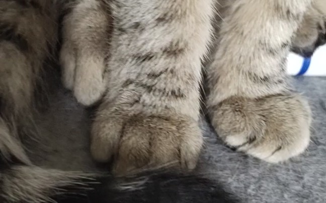 毛手毛脚强行握爪