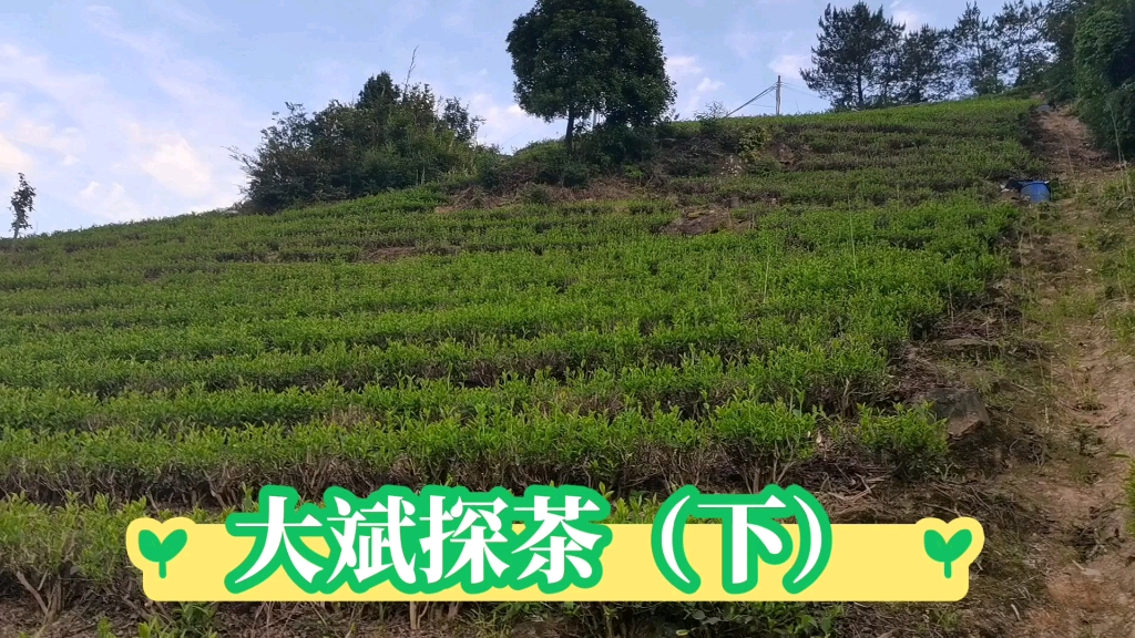 [图]大斌探茶山，安吉白茶之昆铜产区，揭秘一亩茶山产多少茶？大家知道吗？