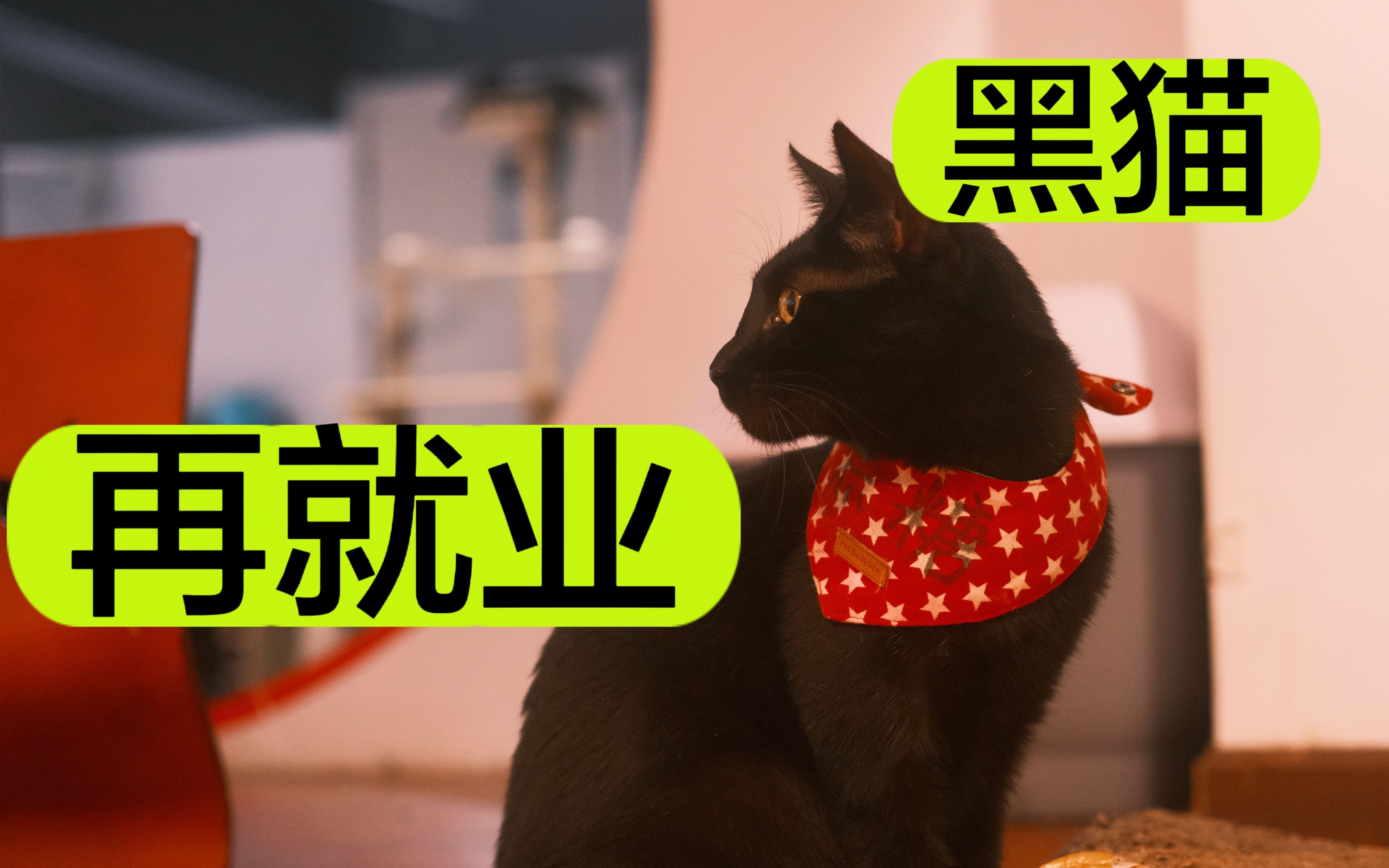 【武汉猫猫】你绝对没见过的黑猫猫咖!流浪猫再就业~这家店是什么样的呢?哔哩哔哩bilibili