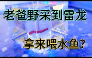 Descargar video: 老爸养鱼有多离谱？意外野采到雷龙鱼苗，居然拿来喂甲鱼？