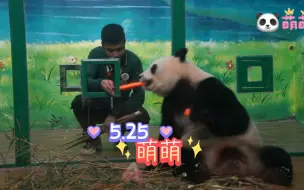 Descargar video: 5.25，萌萌：胡小姐，快到我怀里！