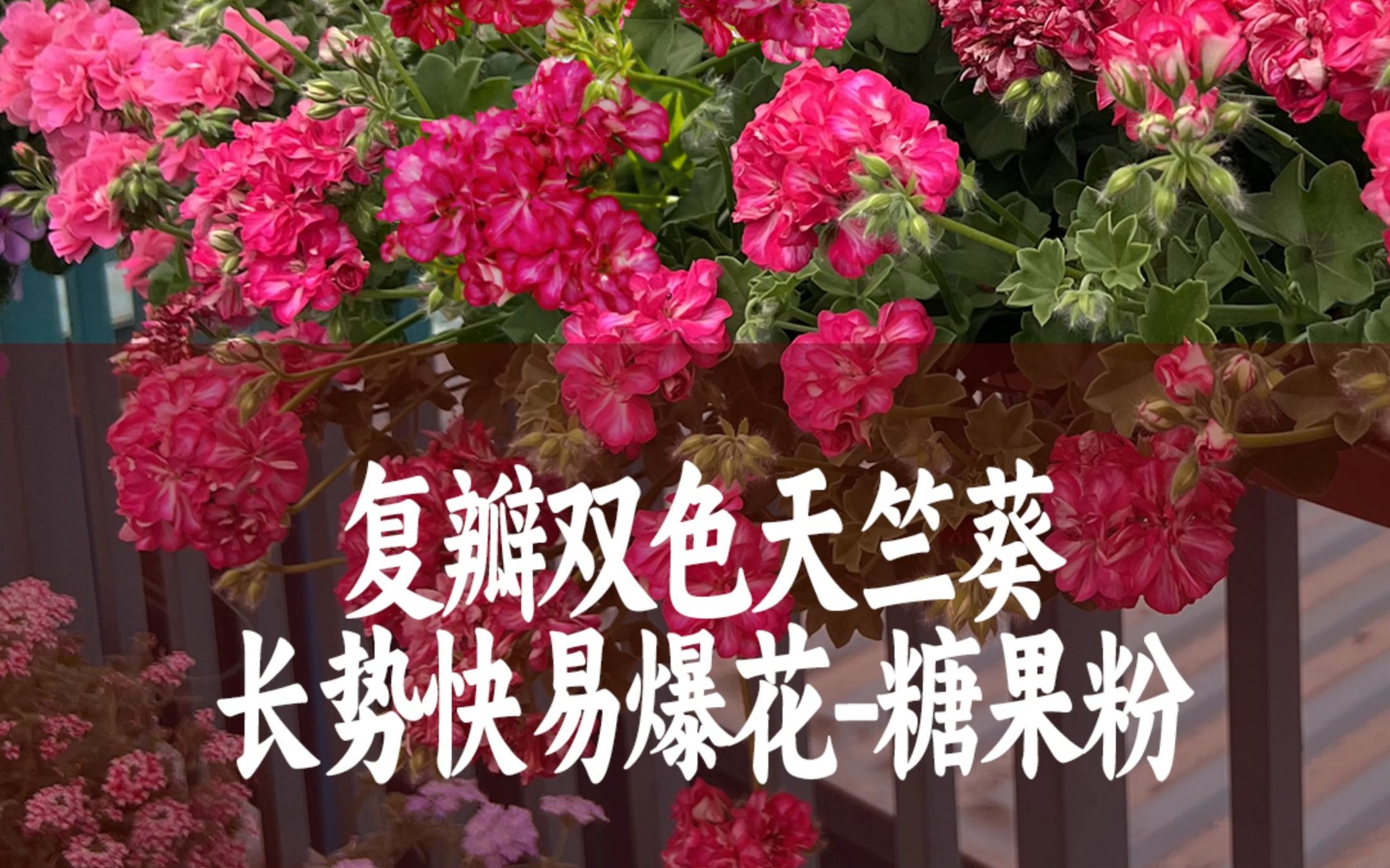 【惠惠的花园】复瓣双色天竺葵-"糖果粉" 长势快,花量大,多季节开花