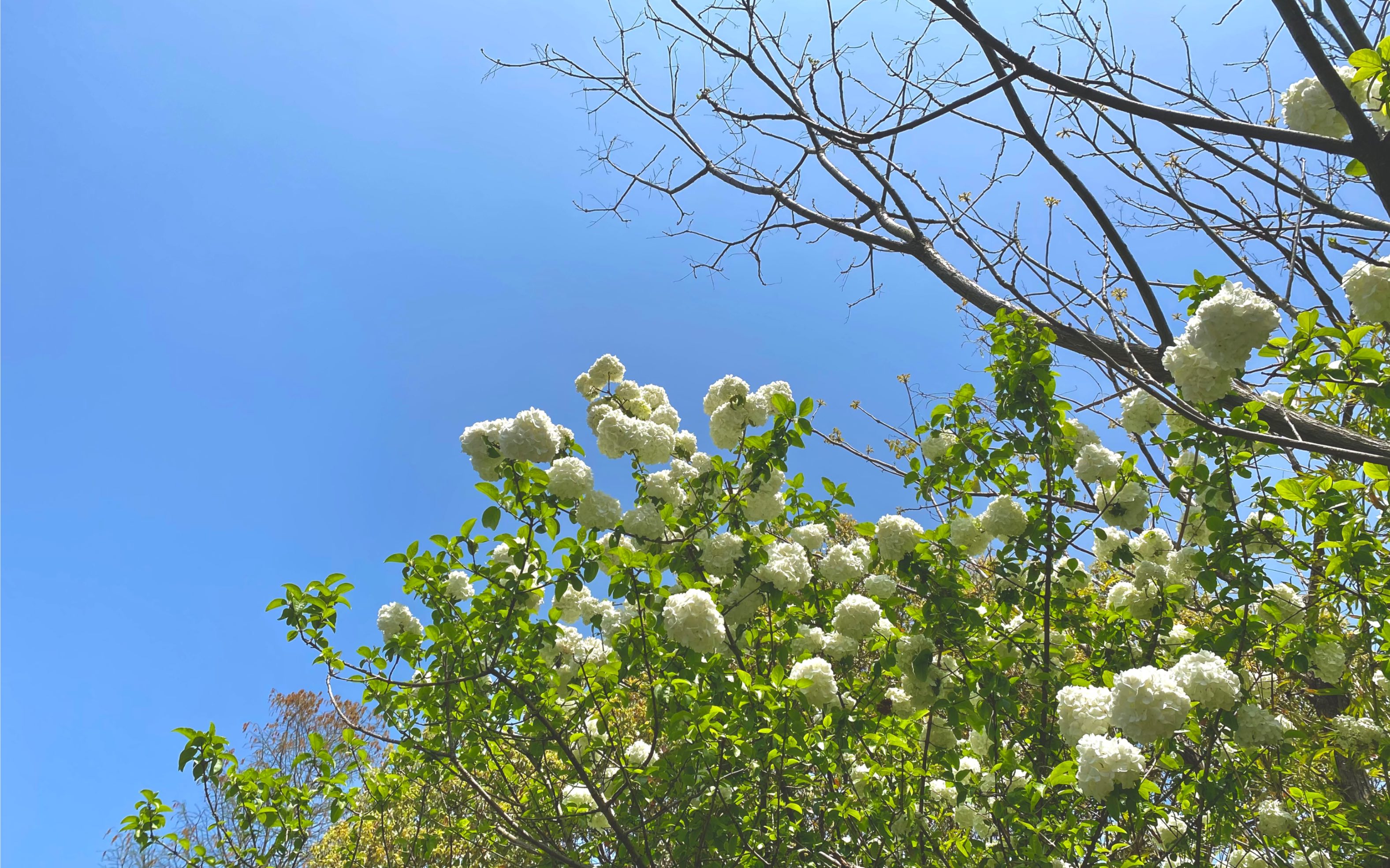 春日公路上的花