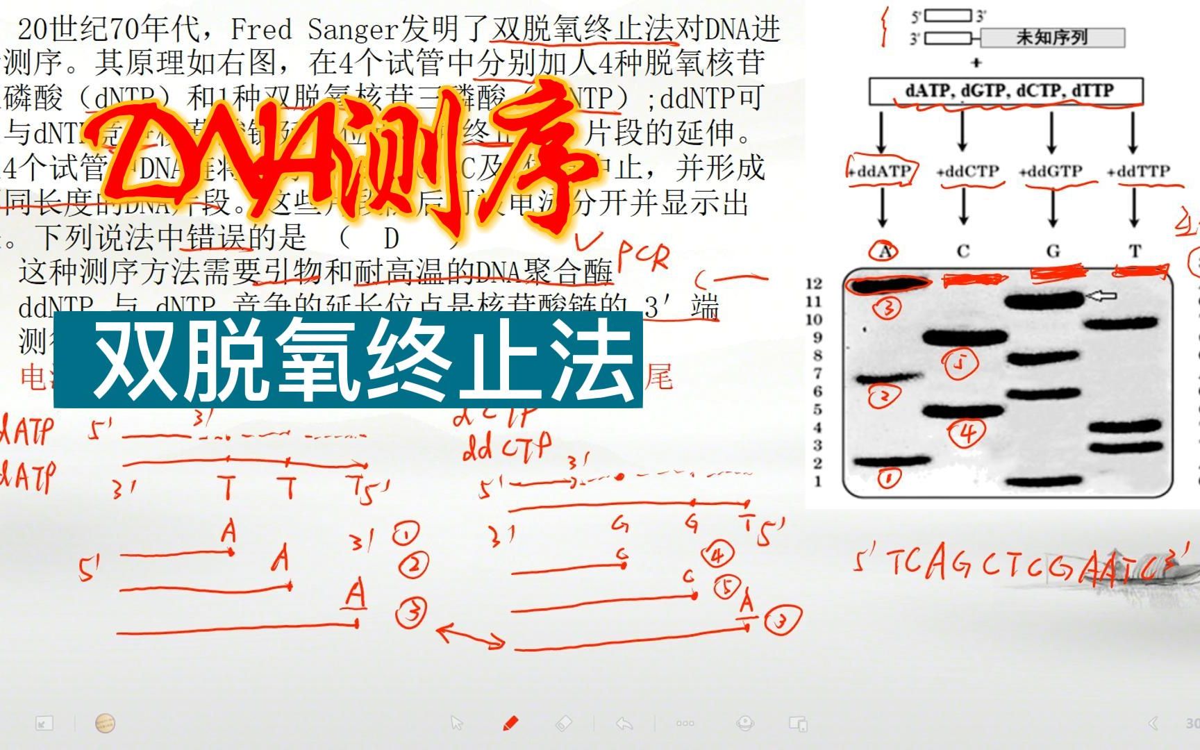 DNA测序双脱氧终止法哔哩哔哩bilibili