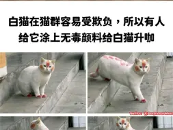 Tải video: “猫猫让人涂颜料，猫猫好！”