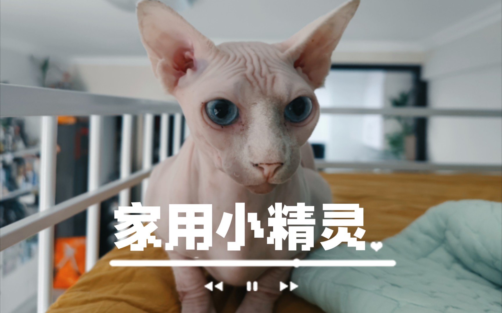 多比is free!好一只活力四射的皮皮猫