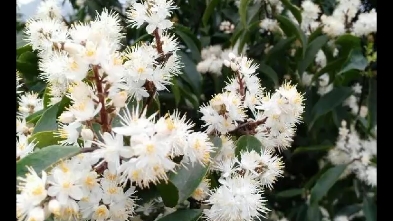 本地叫冻青花.也可能是动情花