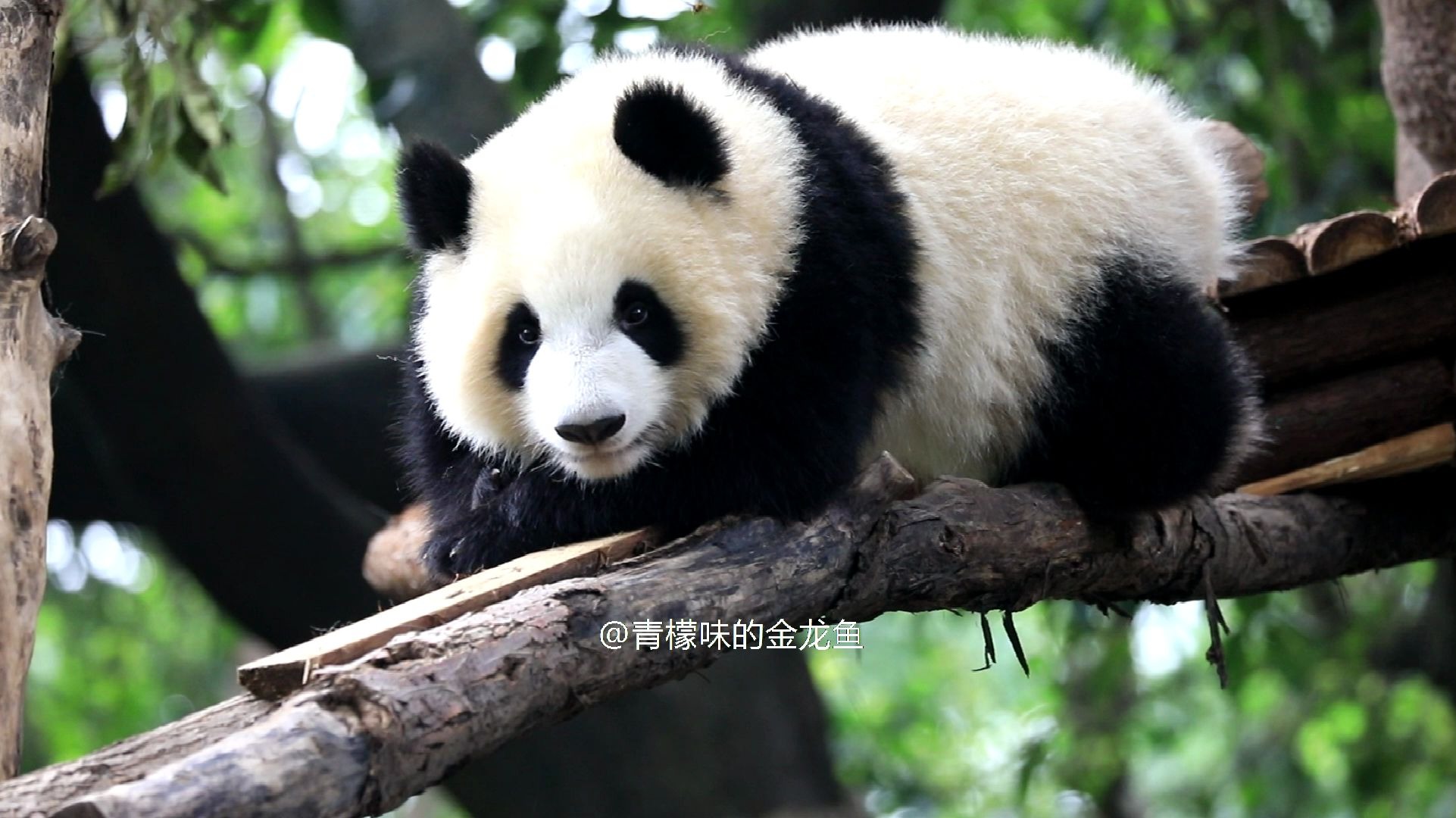 【大熊猫成浪】一定是我们浪花太甜啦,所以小蜜蜂才一直跟着她