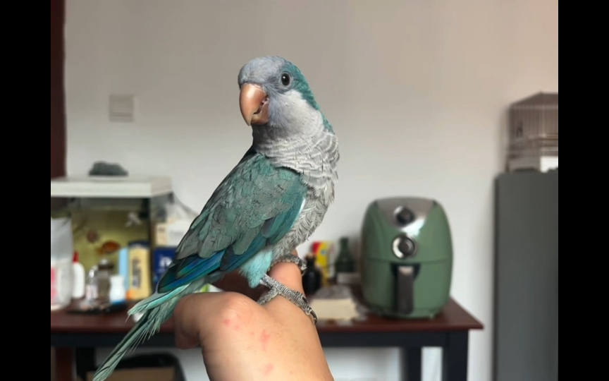 和尚鹦鹉太贪玩了,称体重太难了