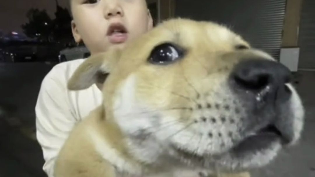 大狗TV