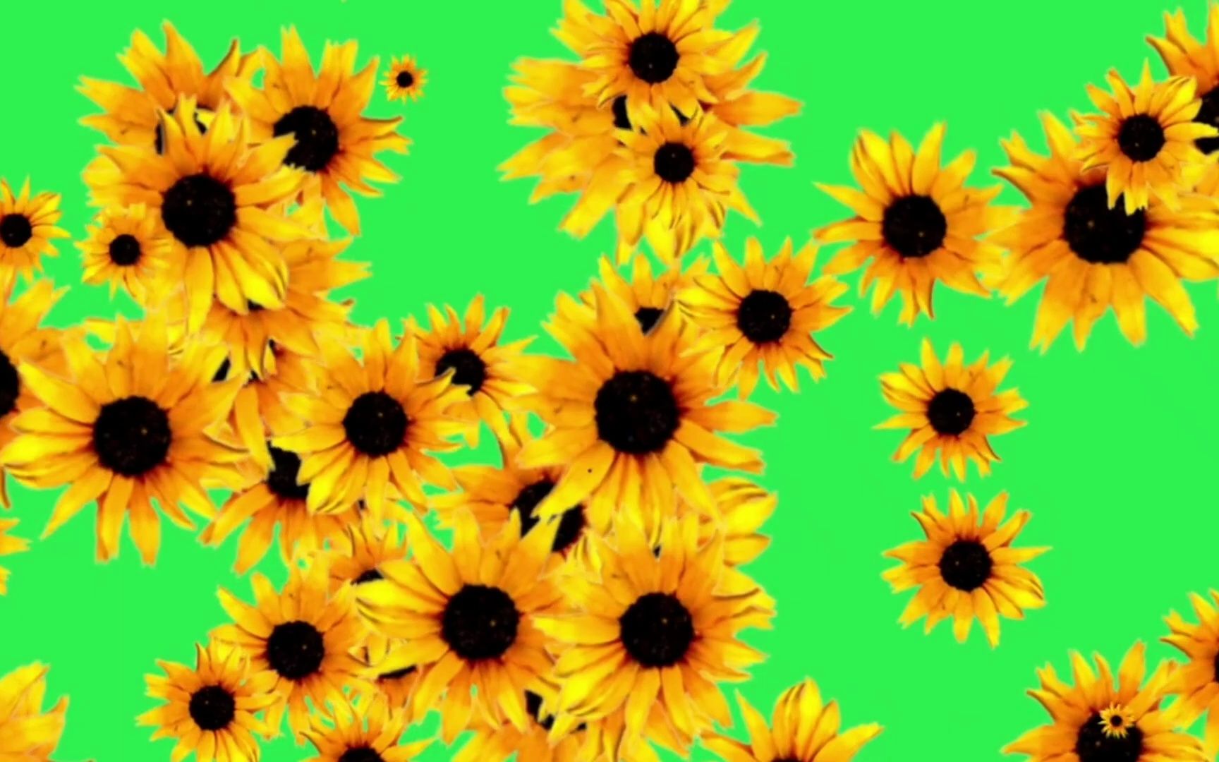 绿幕视频素材菊花