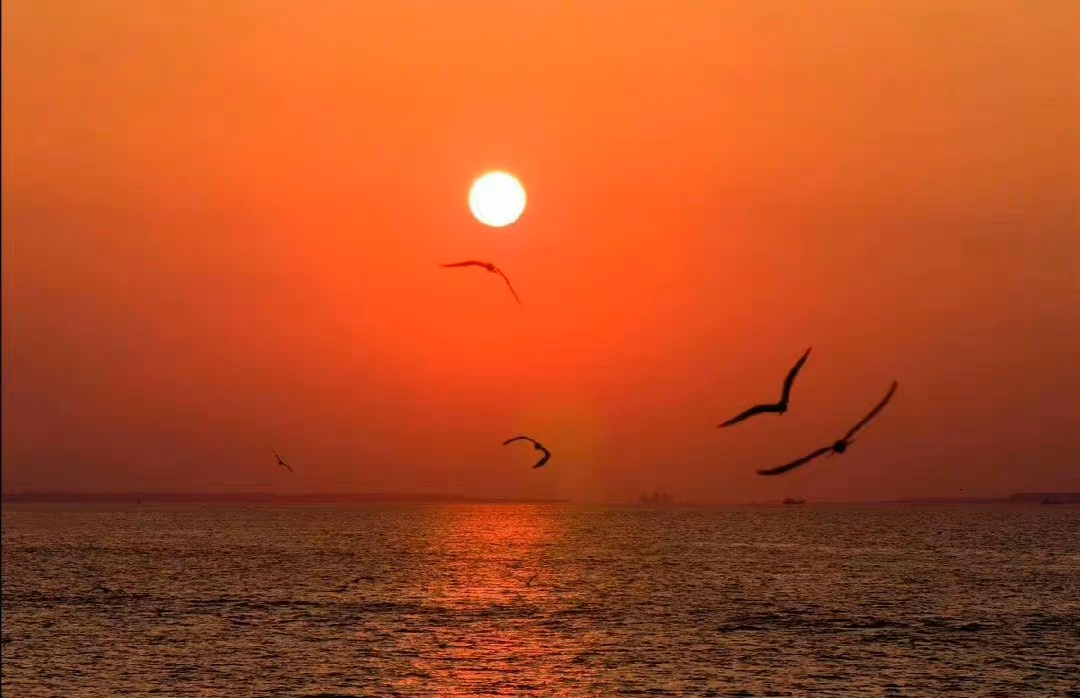 黄昏中的飞鸟 图片欣赏