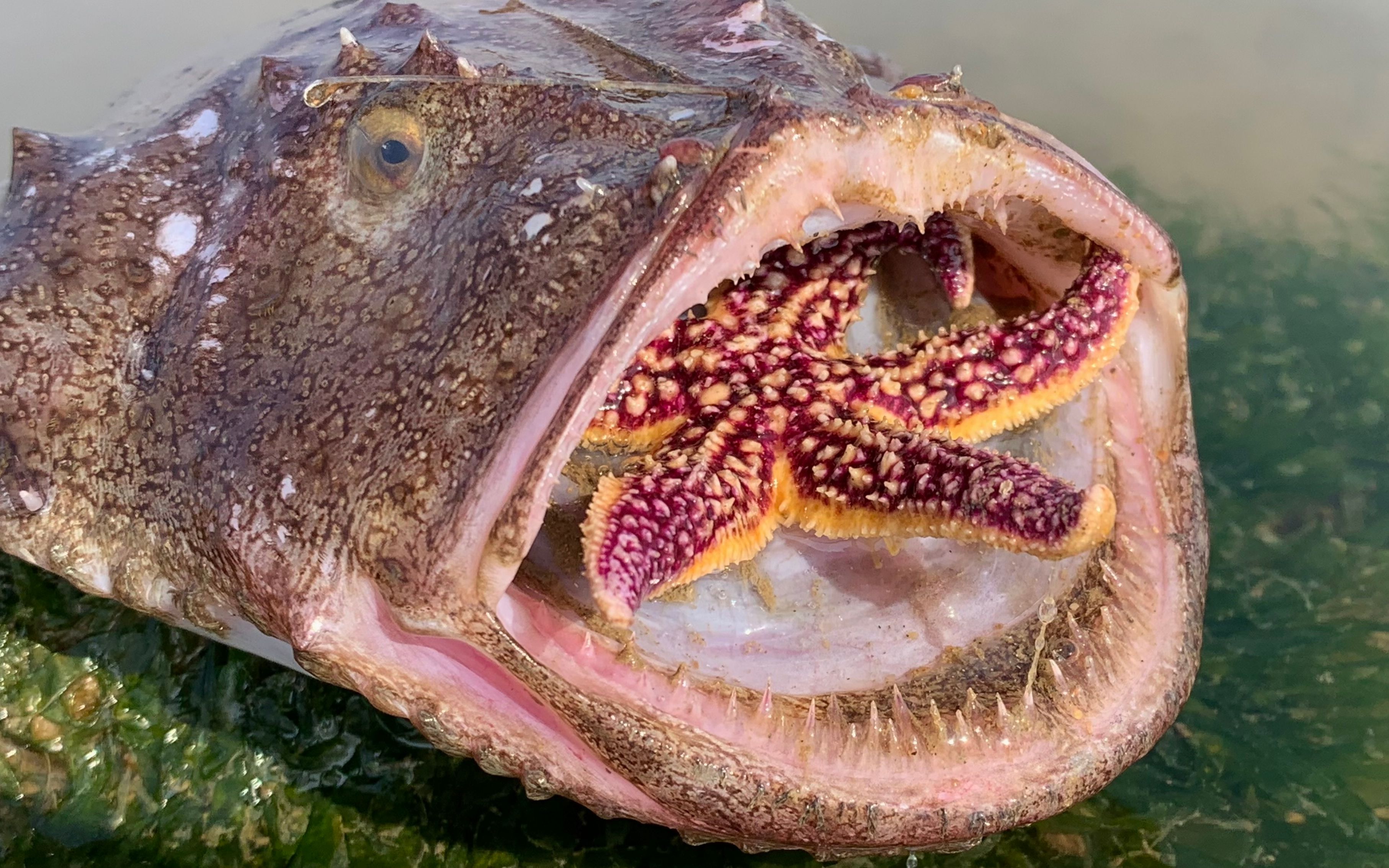 活动  小丁赶海,退潮后发现安康鱼嘴里咬着海五星,还有卧沙的大蛏王