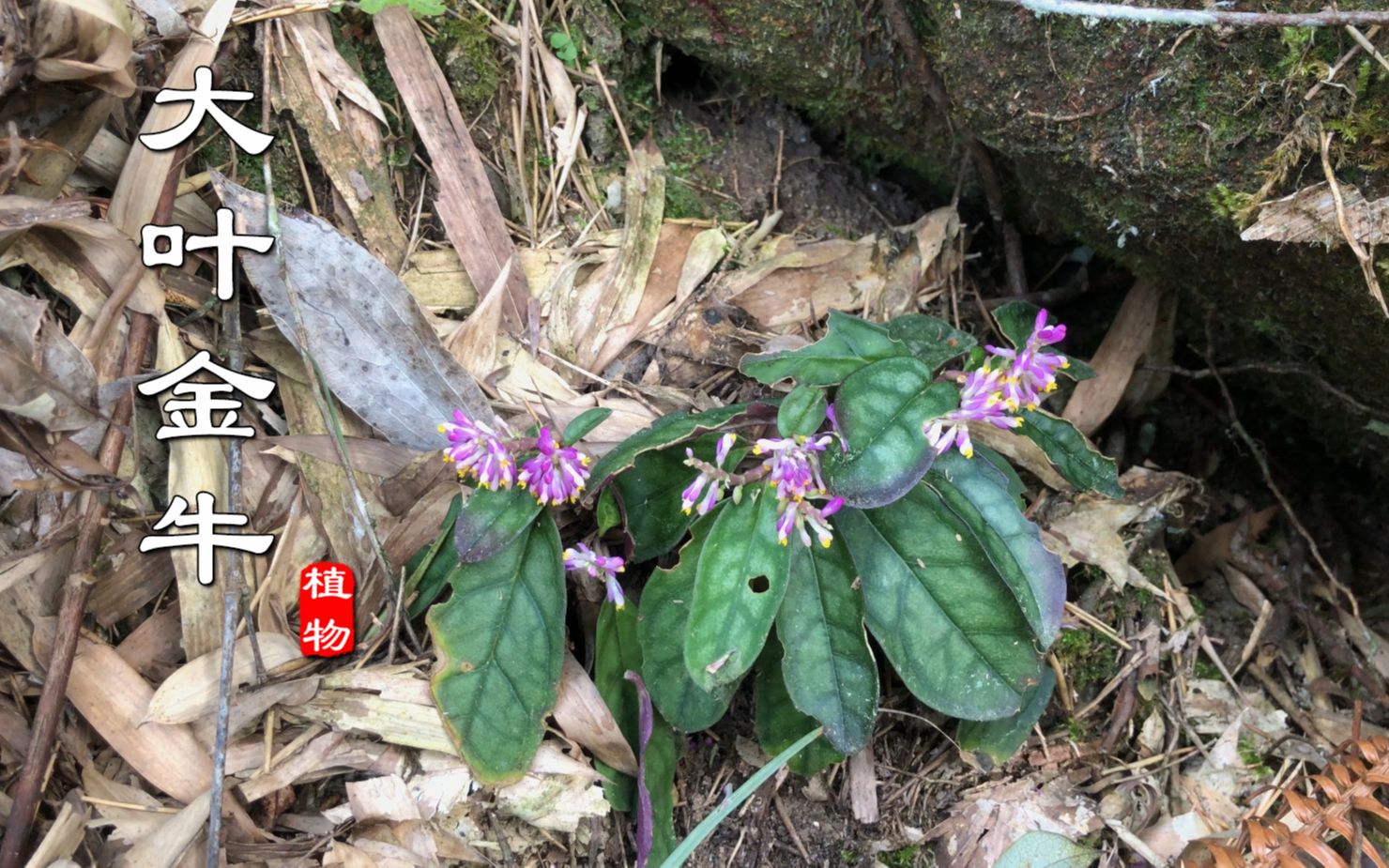 "大叶金牛"又叫天青地紫,是民间使用的一种药材!你们见过吗?