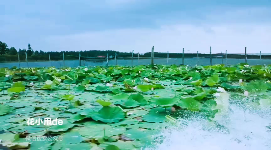 【花小甩】宝应湖的荷花开好啦!坐个快艇拍荷花!你们的藕粉莲藕汁都在下面!哔哩哔哩bilibili