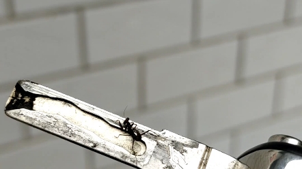 螳螂幼崽原来这么小只