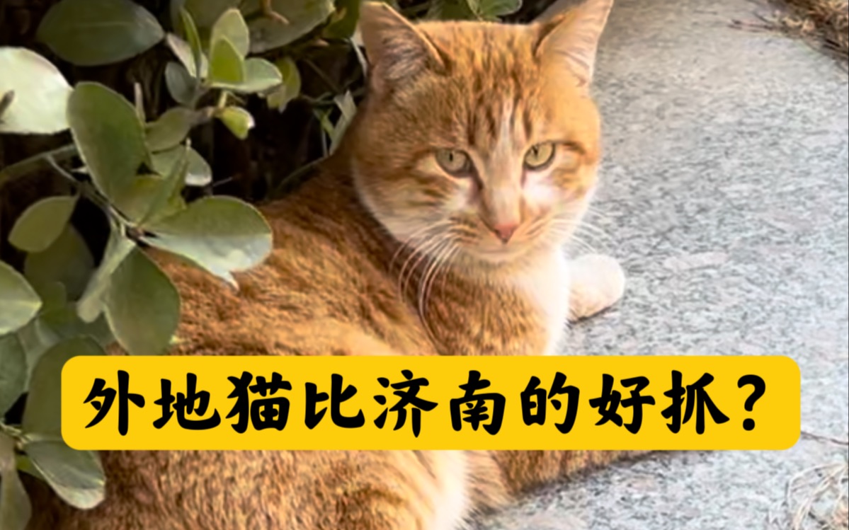 外地猫比济南的好抓?哔哩哔哩bilibili