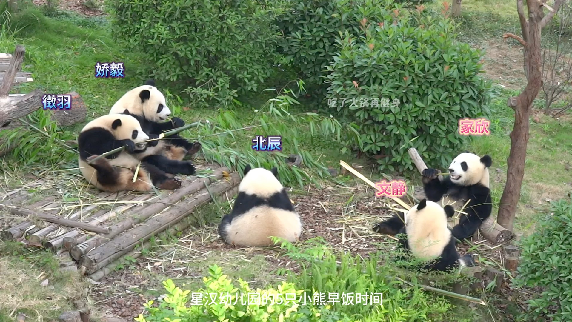 星汉幼儿园5只熊猫宝宝早饭时间～(北辰文静家欣徴羽娇毅)
