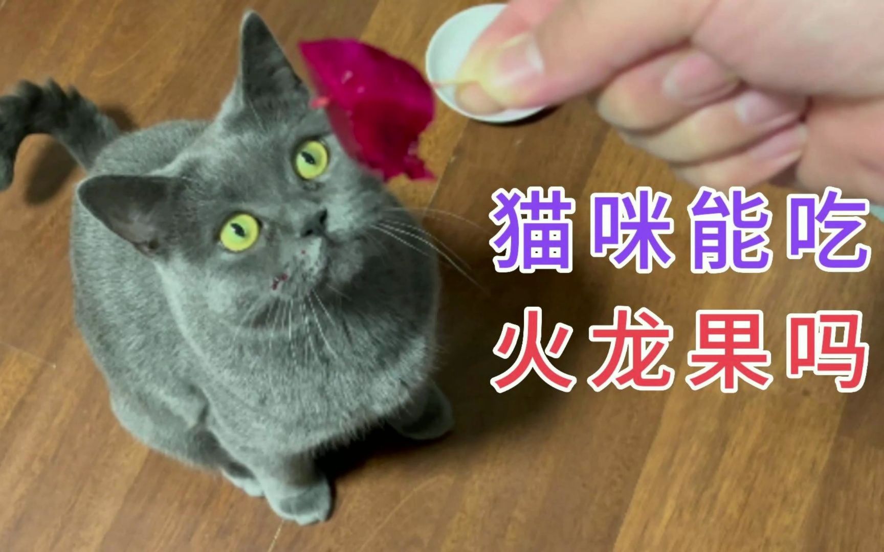 猫咪能吃火龙果吗哔哩哔哩bilibili