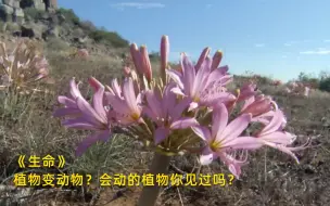 下载视频: 【生命】看点3：植物变动物？会动的植物你见过吗？竖版