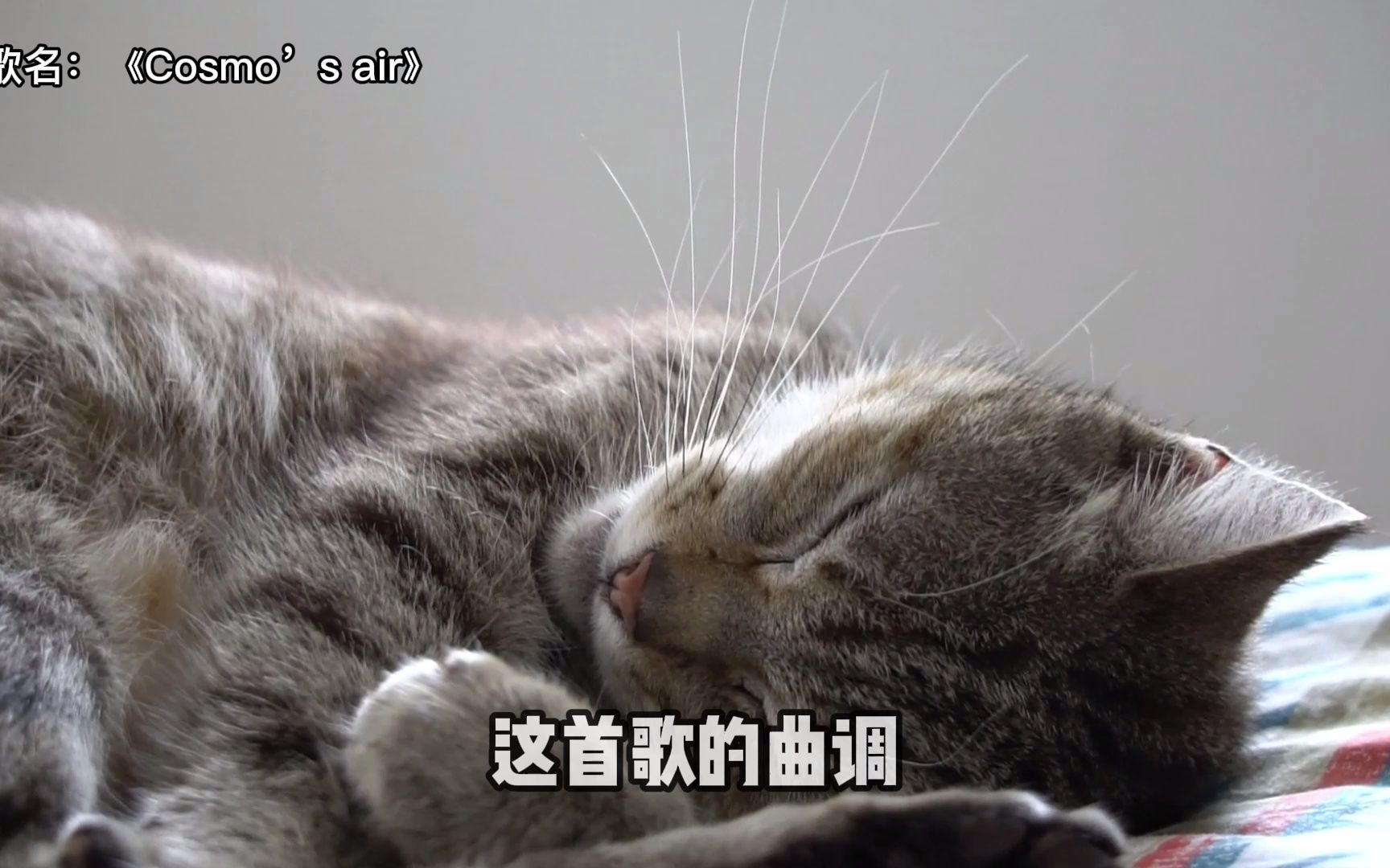 [图]猫听了就会睡觉的歌