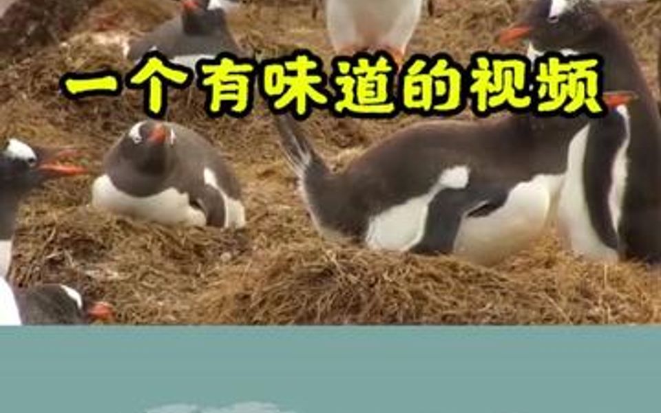 當動物們竄稀時_嗶哩嗶哩_bilibili