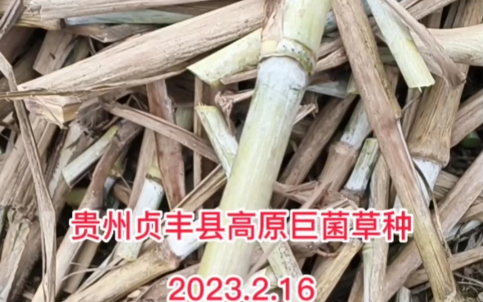 贵州贞丰县高原巨菌草种#巨菌草 #牛羊草料 #牧草种子