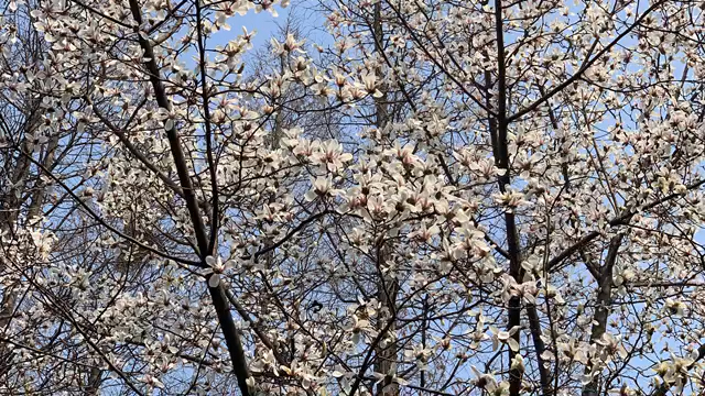 [图]我要去天桥下谋生了，谁都别拦着我