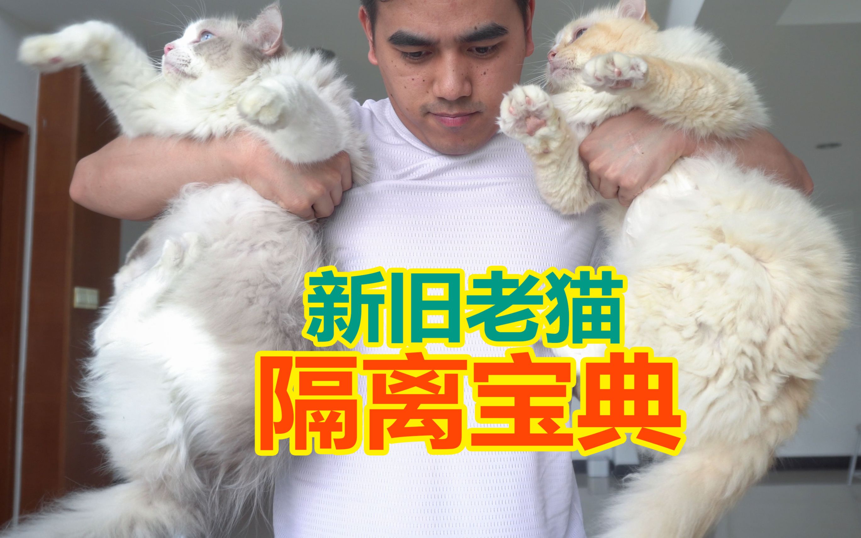 [图]养7只猫后 对新老猫咪隔离的看法 新版多猫家庭宝典2